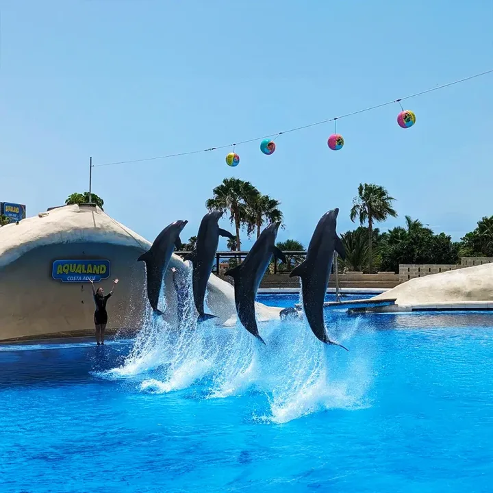 Aqualand Parco Acquatico Tenerife, Costa Adeje, Show Delfini e Navetta Gratis