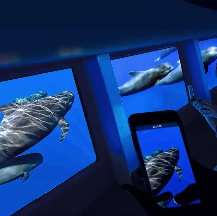 Royal Delfin Tenerife, Whale & Dolphin Watching