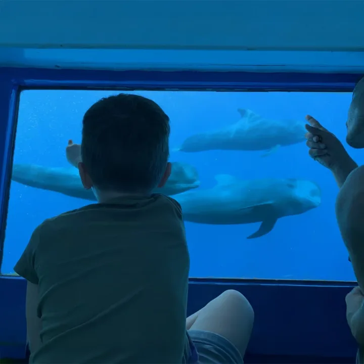 Royal Delfin Tenerife, Whale & Dolphin Watching