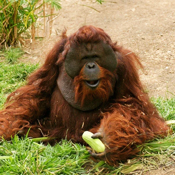 Biglietti Jungle Park Tenerife