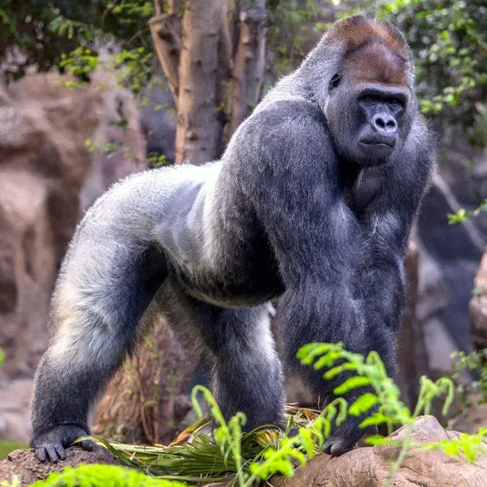 Loro Parque Tickets, Skip-the-line Entry