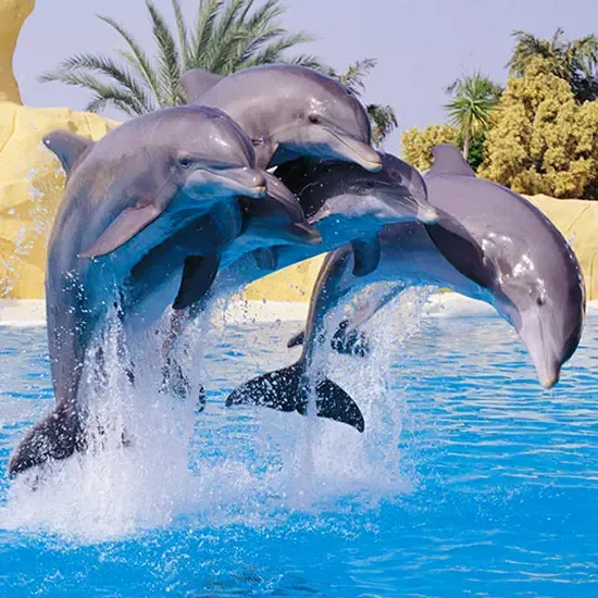 Loro Parque Tickets, Skip-the-line Entry