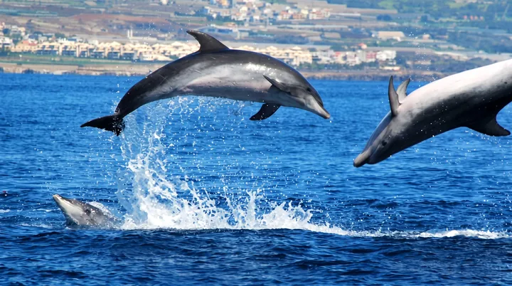 Masca Express Tenerife, Avvistamento Balene e Delfini