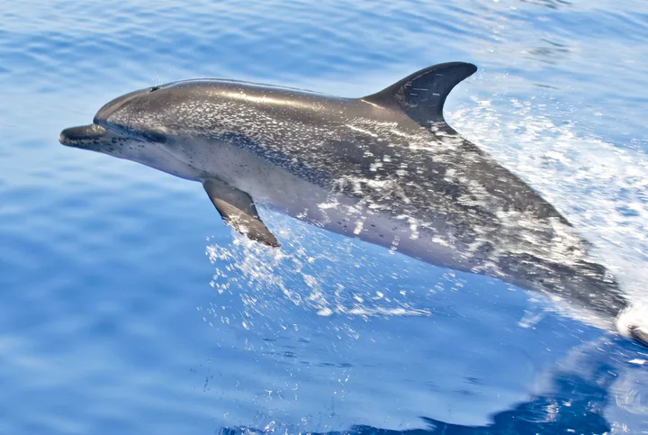Masca Express Tenerife, Avvistamento Balene e Delfini
