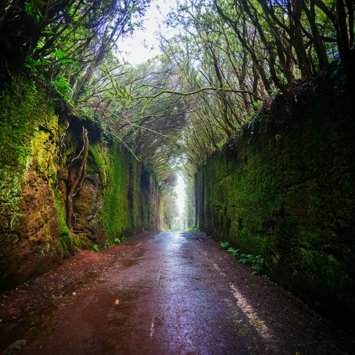 Noord-Tenerife Busreis, Santa Cruz, Taganana & La Laguna