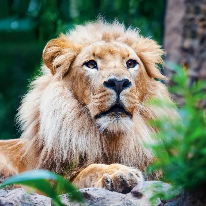 Siam Park & Loro Parque Tenerife, Kaksoisliput, Yksi Päivä Kummassakin Puistossa