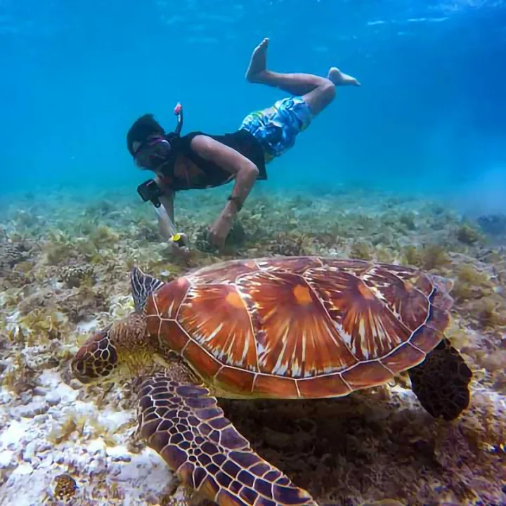 Plongée à Tenerife : sites, conditions et ce à quoi s'attendre